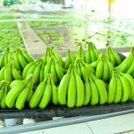 El camino hacia bananos orgánicos de calidad.