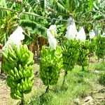 Bananos orgánicos de República Dominicana: Una oportunidad de negocio sostenible y en crecimiento.